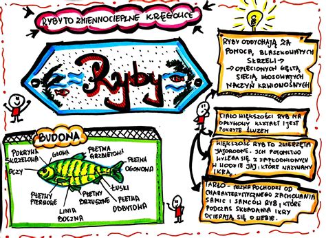 Klasa 6 Biologia Ryby karta pracy kolorowa Złoty nauczyciel