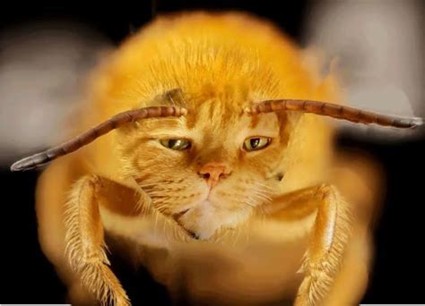 15 People Photoshopped Their Cats Faces Onto Bees And Its Amazing