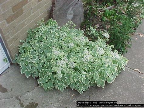 Plantfiles Pictures Aegopodium Bishop S Weed Goutweed Ground Elder