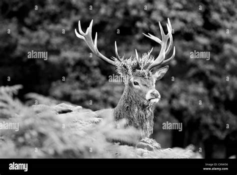 Red Deer Stag In Richmond Park Stock Photo Alamy