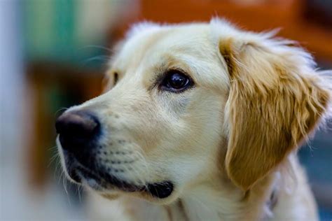 Natural Cures for Golden Retriever Ear Problems | Cuteness