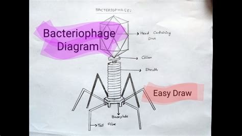 Bacteriophage Diagram How To Draw Bacteriophage Class Cbse