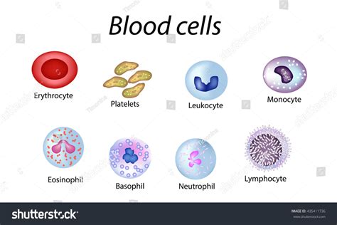 6,620 Blood cell diagram Images, Stock Photos & Vectors | Shutterstock