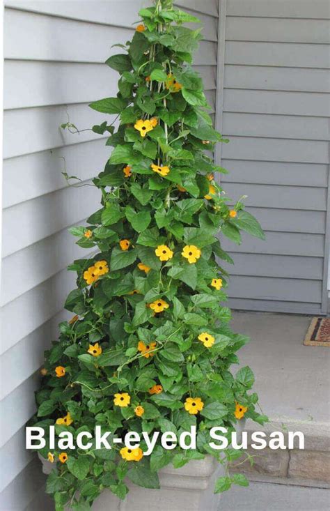 Top 10 Pergola Plants to Grow in your Pots | Planting flowers, Climbing flowers, Plants