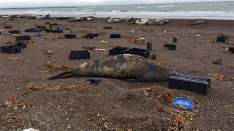 Indignante El Video Que Muestra La Extrema Contaminaci N De Las Playas