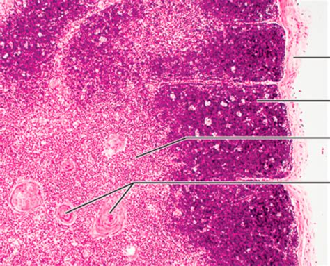 thymus histology Diagram | Quizlet