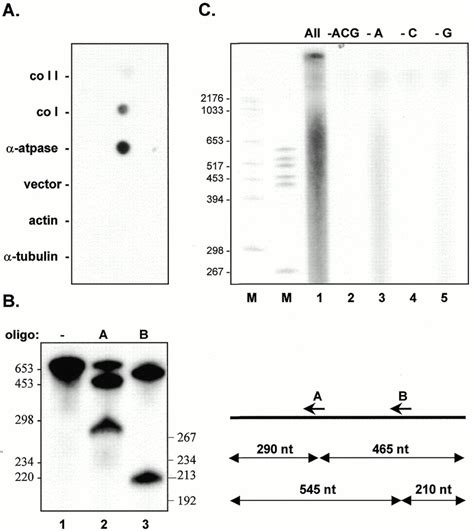 Characterization Of Tec A Dot Blot Hybridization Analysis Of Rnas