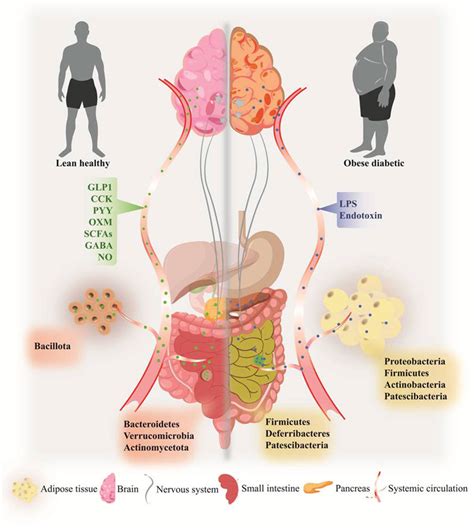 Frontiers Recent Insights Of Obesity Induced Gut And Adipose Tissue Dysbiosis In Type 2 Diabetes