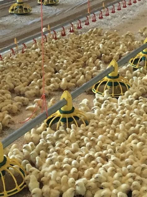 Minimum Ventilation In Winter Brooding Poultry Producer