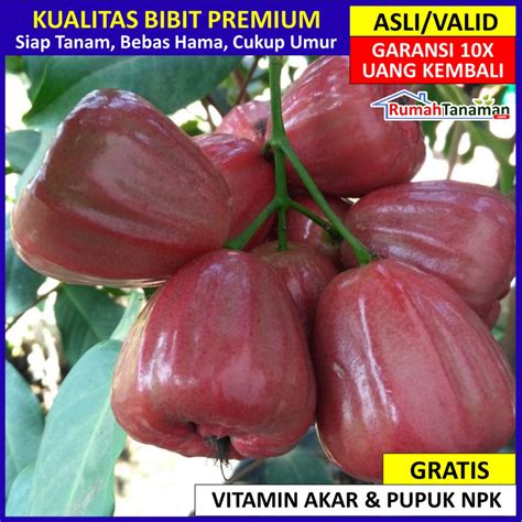 Jual Bibit Tanaman Buah Jambu Air Dalhari Unggul Varietas Dijamin Asli