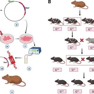 Procedure of making gene-knockout mice using neomycin resistance ...