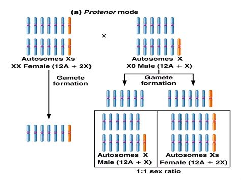 Sex Determination And Sex Chromosomes Ppt