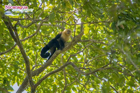 Wildlife - Nicaragua Tourism