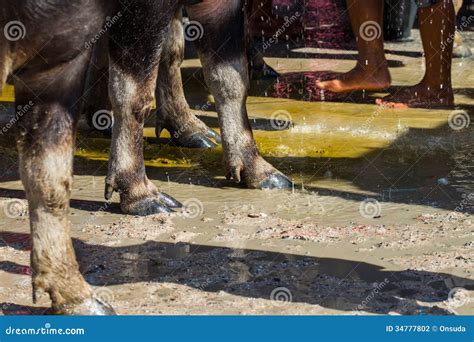 Legs Of Buffalo Stock Photo Image Of Stand Field Bath 34777802