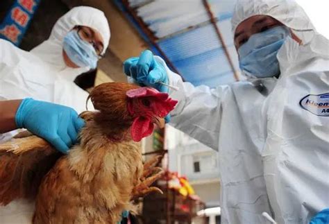 中共病毒疫情未減 廣東東莞又爆h5n6禽流感傳人 ＊ 阿波羅新聞網