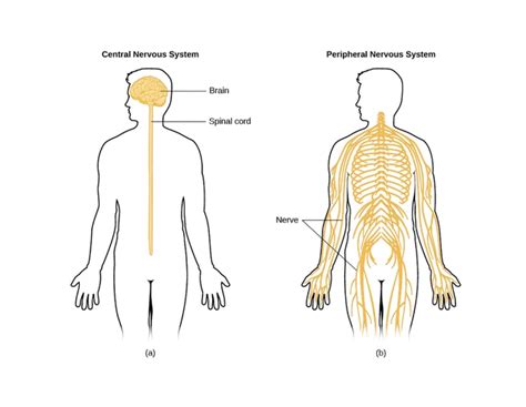 Peripheral Nerve Diagram