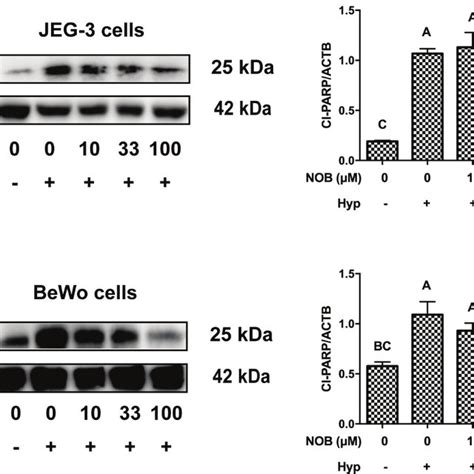 The Effect Of Nob On Apoptosis Marker Protein Of Hypoxia Induced Jeg