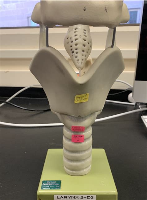 Anatomy Lab Quiz Larynx Diagram Quizlet