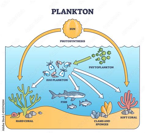 Plankton life and water organisms food chain role explanation outline ...