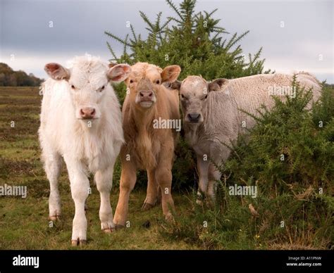 New Calves Uk Hi Res Stock Photography And Images Alamy