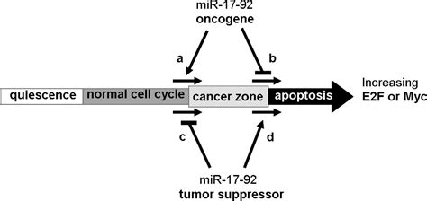 MicroRNA Regulation Of A Cancer Network Consequences Of The Feedback