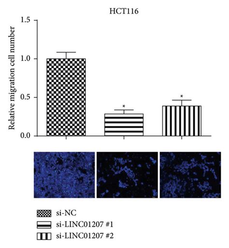 Silencing Linc Inhibited Crc Cell Migration And Invasion A