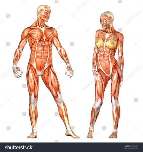 Human Body Anatomy Man Woman ilustración de stock 11476681 Shutterstock