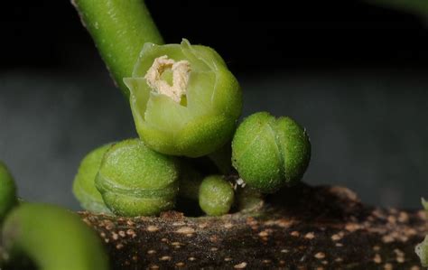 Chrysophyllum Gonocarpum Sapotaceae Image At Phytoimages Siu Edu