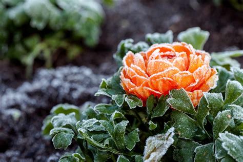 10 Winter Flowers to Brighten Cold-Weather Gardens