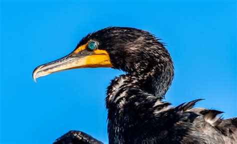 Cool Cormorants And Little Known Facts Forest Preserve District Of