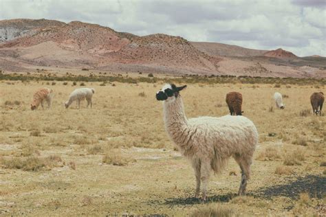 21 Wild Animals In Bolivia Wildlife In Bolivia Kevmrc