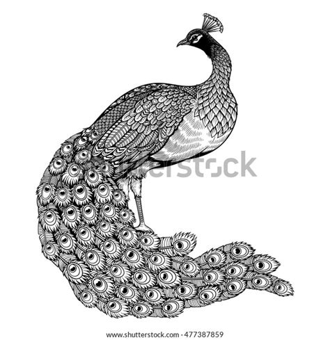 Peacock Doodle Over 6 200 Royalty Free Licensable Stock Vectors And Vector Art Shutterstock