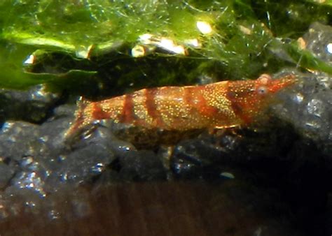 Shrimp Species - The Shrimp Tank