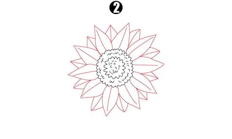 Sunflower Drawing - A Step By Step Guide - Cool Drawing Idea