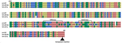 Alignment Of Vrn B And Vrn G Genes Promoters Identified From