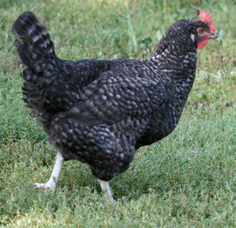 13 Famous Chickens Breeds That Lay Colored Eggs | The Poultry Guide