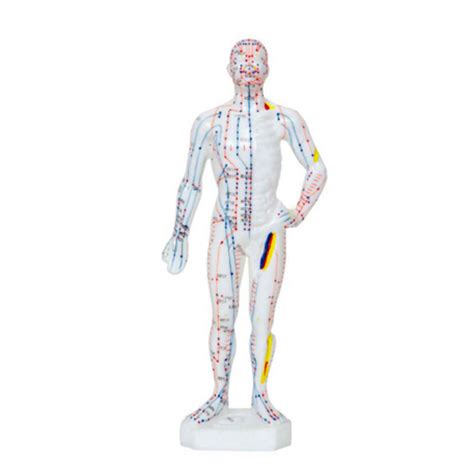 Modelo Anatómico de Cuerpo Humano Masculino 26 cm 361 puntos de