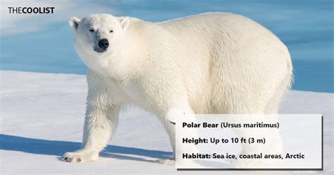 10 of the Tallest Animals in the World