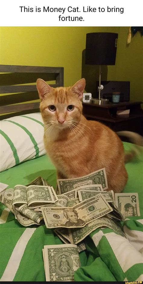 Money Cat Meme