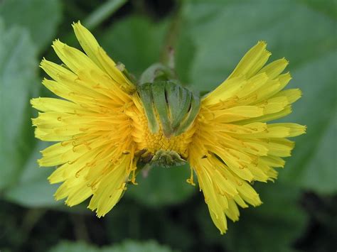 Why The Dandelion Is Known As The Super Weed - Dr. Cheryl