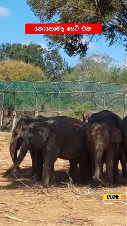 කොහොමද Set එක 😳🐘 Wild Elephants Shorts Shortsvideo Wildlife