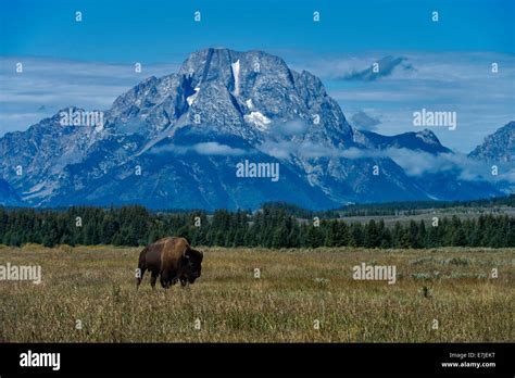 Grand Teton National Park Stock Photos Grand Teton National Park