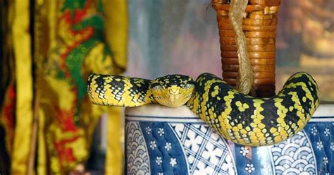 Incredible Worldwide: Snake Temple