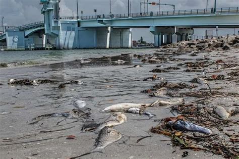 Red Tide Better In Tampa Bay Worse On Beaches