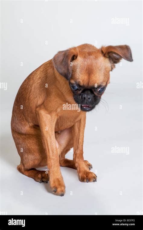 Brussels Griffon Sitting On White Sweep Background Stock Photo Alamy