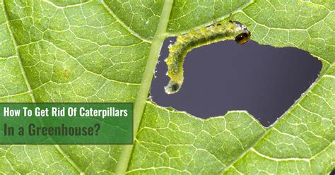 How To Get Rid Of Caterpillars In My Vegetable Garden Fasci Garden