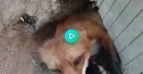 Fox Likes Having His Chin Scratched  On Imgur