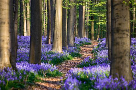 Purple Lavender Forest Wallpapers Wallpaper Cave