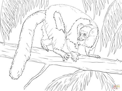 Black And White Ruffed Lemur Coloring Page Free Printable Coloring Pages