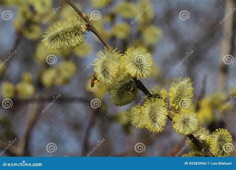 Pussy Willow Stock Photo Image Of Closeup Growth Bush
